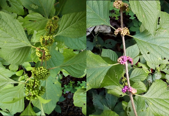 [Two images spliced together. On the left are clumps of yellow-green berries surrounding the branch. The large leaves extend from the same branch near each berry clump. On the right are berries beginning to turn purple. In each bunch some berries are still yellow green while others have begun transitioning to a light purple.]